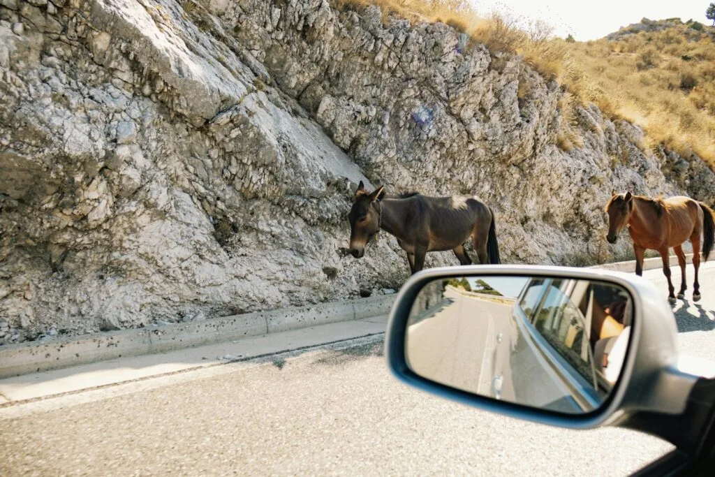 Une voiture roule sur une route avec deux chevaux dans le rétroviseur latéral.