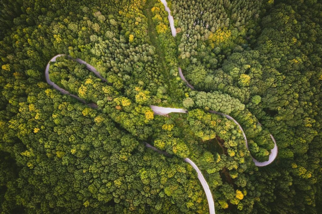 Alberi verdi